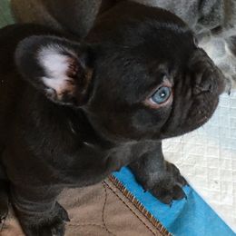 French Bulldog Puppies from French Bulldogs by Piper