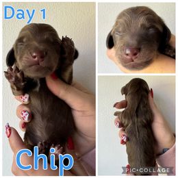 Chip - Chocolate and cream male Dachshund puppy in Michigan from M.H.P Dachshunds