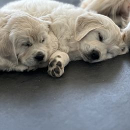 Golden Retriever Puppies from Bramble Berry Goldens