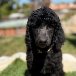Brown collar - Black male Poodle puppy in Hesperia, California from Whitesock Standard Poodles