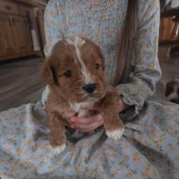 Romeo - Red male Cavapoo puppy in Hudson, Michigan from Peaceful Pines LLC