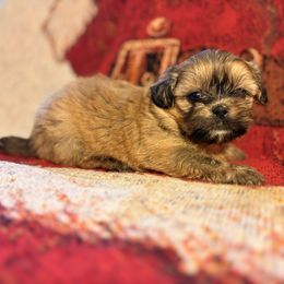 Boy one - Chocolate male Shih Tzu puppy in Vinemont, Alabama from Puppy Pals