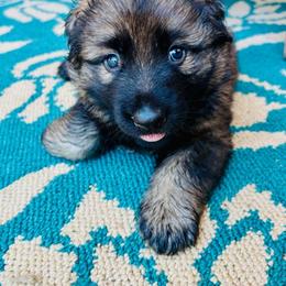 Tabasco - Sable male German Shepherd puppy in Royston, Georgia from Samhain Shepherds