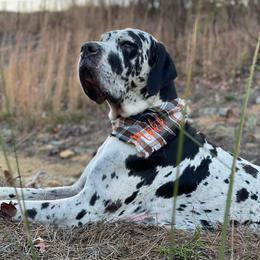 Great Dane Puppies from Sand Mountain Danes LLC