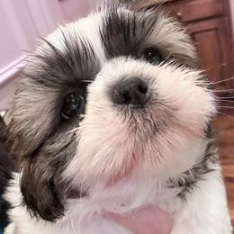 Leora - Liver and white female Shih Tzu puppy in Frisco, Texas from My Royal Shih Tzu⚜️