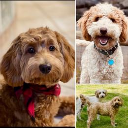 Goldendoodle puppies from Amazing Grace Doodles