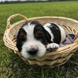 Boy 4 - male English Springer Spaniel puppy in Columbia, North Carolina from Kaitlin Bateman