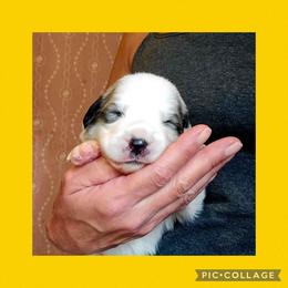 Splendor- yellow collar - White and badger female Great Pyrenees puppy in Mikado, Michigan from Brittain Family Farm