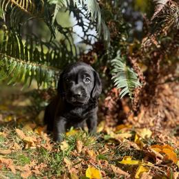 Flint - Black male Labrador Retriever puppy in Sweet Home, Oregon from Knotty Creek Labradors