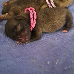 Pink n black - Silver female Pug puppy in Tacoma, Washington from Glamour pugs