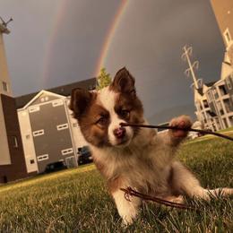 Icelandic Sheepdog Puppies from Tobiasson icie