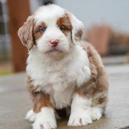 Yamaha - Chocolate merle male Bernedoodle puppy in Dundee, Ohio from Down Home Doodle