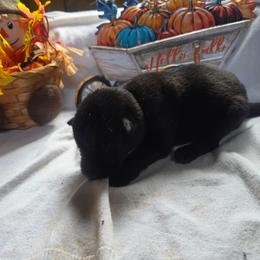 Green Collar Male - Black male German Shepherd puppy in Cadet, Missouri from Working Valley Shepherds