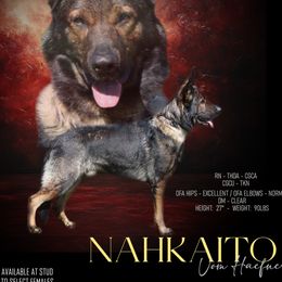 German Shepherd puppies from Valor-K9s