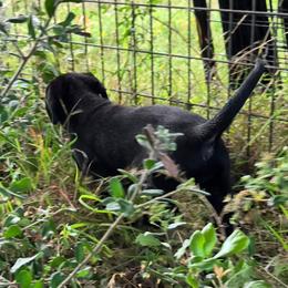 Brown Collar (Black Boy) - Black male Labrador Retriever puppy in Salado, Texas from Wild Games Labradors