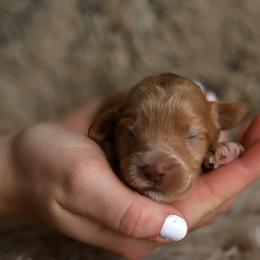 Red - Caramel female Australian Labradoodle puppy in Williamstown, New York from Lewis Manor Labradoodles