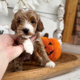 Martini - Apricot female Cavapoo puppy in Mesa, Arizona from Pedersendoodles
