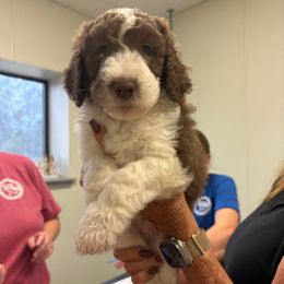 George Strait - Brown and white male Sheepadoodle puppy in Franklin, Texas from Cross Doodles