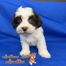 ELVIS - White male Havanese puppy in Pisgah, Alabama from Mashburns Little Munchkins