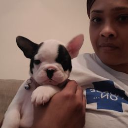 Boy 1 - French Bulldog puppy in Plano, Texas from Thompson's Frenchies