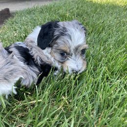 Aussiedoodle Puppies from Olive Tree Mini Aussiedoodles