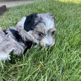 Aussiedoodle Puppies from Olive Tree Mini Aussiedoodles