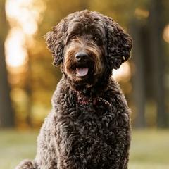 Australian Labradoodles from Aurora Belle Doodles