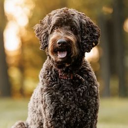 Australian Labradoodles from Aurora Belle Doodles