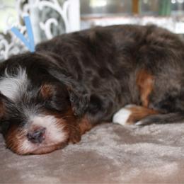 Opal - Blue merle female Bernedoodle puppy in Eagle Mountain, Utah from Fur Real Puppies.