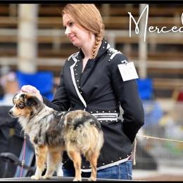 Mercedes - Toy Australian Shepherd