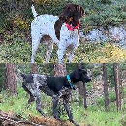 German Shorthaired Pointer puppies from Tipsy Rabbit GSP TopDog Kennel