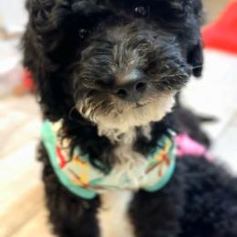 Buzz - Merle male Goldendoodle puppy in Peoria,  Az, Arizona from Not Just "Golden" Doodles