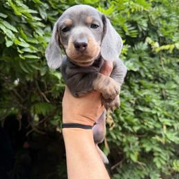 AKC Thumper - Dapple male Dachshund puppy in Erie, Michigan from Champagne’s Grinch Toe’d Dachshunds