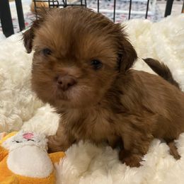 Kona - Liver female Shih Tzu puppy in Riverside, California from AKC Shih Tzu of California