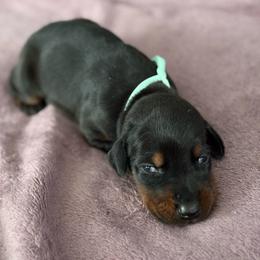 Girl 5 - Black and rust female Doberman Pinscher puppy in Lake City, Florida from Paintedcrazy Doberman Pinchers