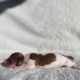 Brindle Dapple Piebald Boy - Piebald male Dachshund puppy in Merced, California from The Graceful Dachshund Kennel
