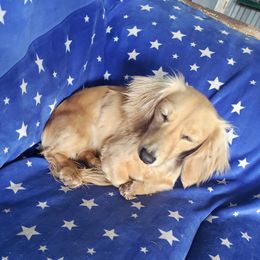 Peanut Butter - Dachshund