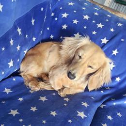 Peanut Butter - Dachshund