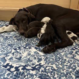 German Shorthaired Pointer puppies from Weber Valley Kennels