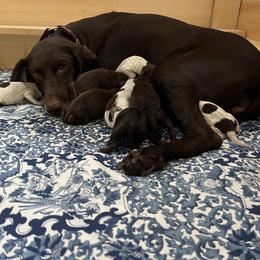 German Shorthaired Pointer puppies from Weber Valley Kennels