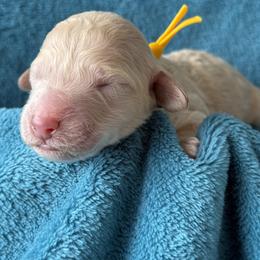 Boy 3 - male Poodle puppy in Screven, Georgia from Dreamland Standard Poodles