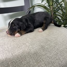 Molly - Tri-color female Bernedoodle puppy in Holtwood, Pennsylvania from Country Ridge Puppies
