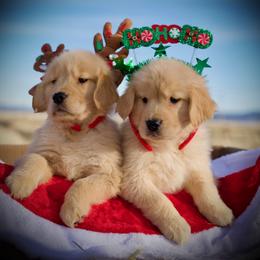 Goldendoodle and Golden Retriever Puppies from California Golden Love