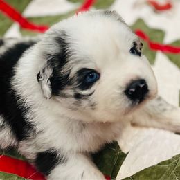 Boy 1 - Blue merle male Miniature Australian Shepherd puppy in Pineville, Missouri from Sugarcreek AKC Miniature Australian Shepherds
