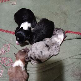 Sable girl - Sable merle and white female Shetland Sheepdog puppy in Castle Rock, Washington from RimRanch Shelties