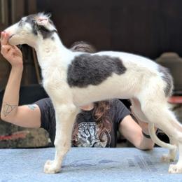 Feyre Darling - Black and brindle female Borzoi puppy in Sherwood, Oregon from Arcaniss Borzoi