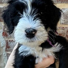 Aussiedoodle Puppies from Sheila Harwell