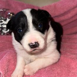 Pebbles - Black and white female Border Collie puppy in Henagar, Alabama from Ridge Kap Border Collies