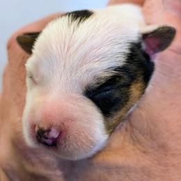 OG - Tri-colored male Parson Russell Terrier puppy in Whitehall, Montana from Montana Jacks