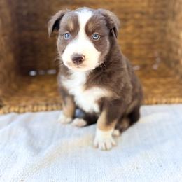 Sprinkles - Red tri-color female Australian Shepherd puppy in Unionville, Iowa from Soap Creek Kennels